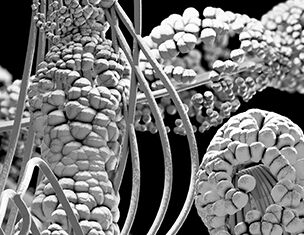 4% Natural Cholesterol