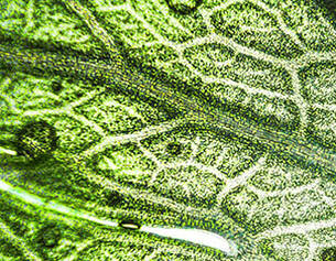 2.0% Licorice Root Extract (dipotassium glycyrrhizate) + 0.2% Purple Rice Extract